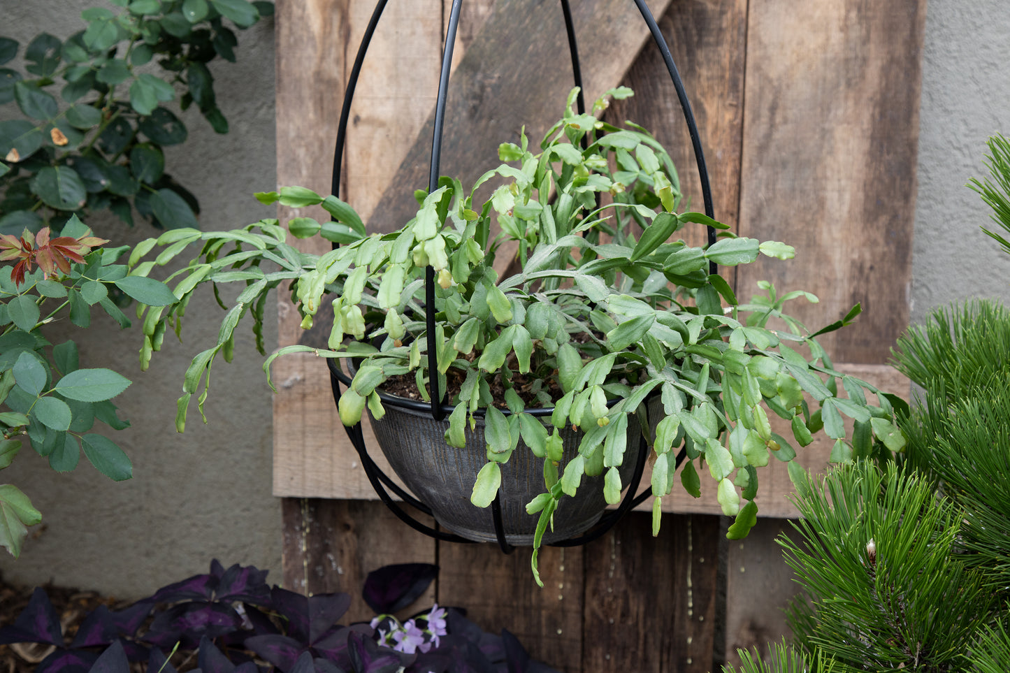 Wrought Iron Hanging Basket - Plant Hanger - Amish made - 24"x12"