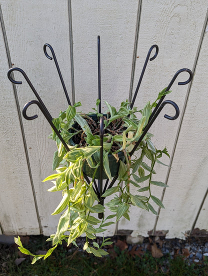 Wall Mount Plant Holder- Wrought Iron- Amish made in the USA